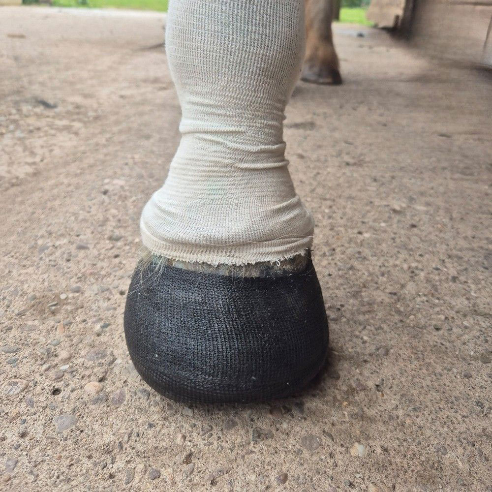 Hoof cast Hoof cast