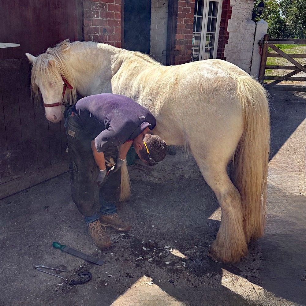 Ross preparing a horse for shoes Ross preparing a horse for shoes