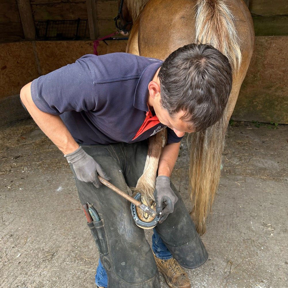 Ross shoeing a horse Ross shoeing a horse