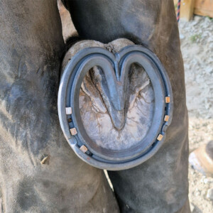 A heart bar shoe
