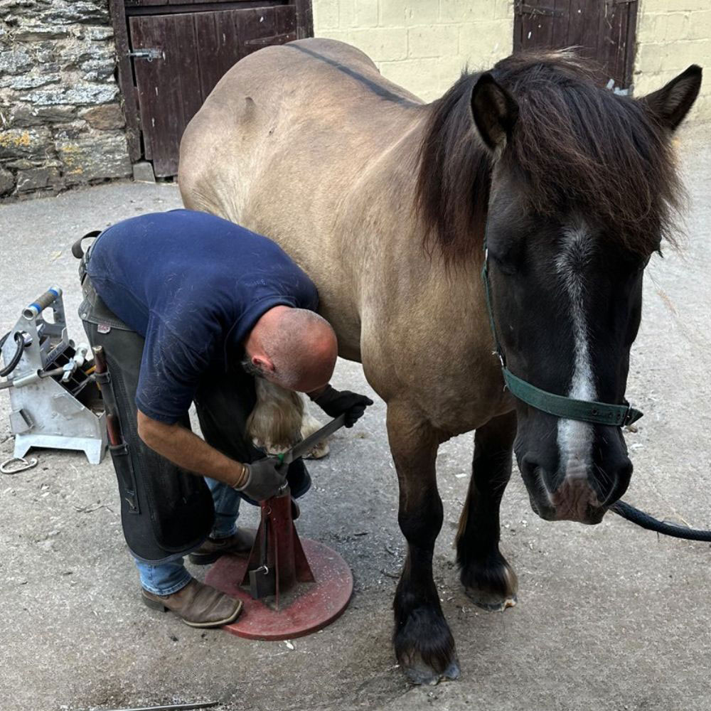 Lewis prepares a horse for shoes Lewis prepares a horse for shoes
